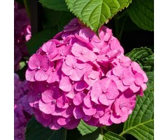 Boerenhortensia - Hydrangea macrophylla 'Sibilla'