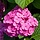 Boerenhortensia (Hydrangea macrophylla 'Sibilla')