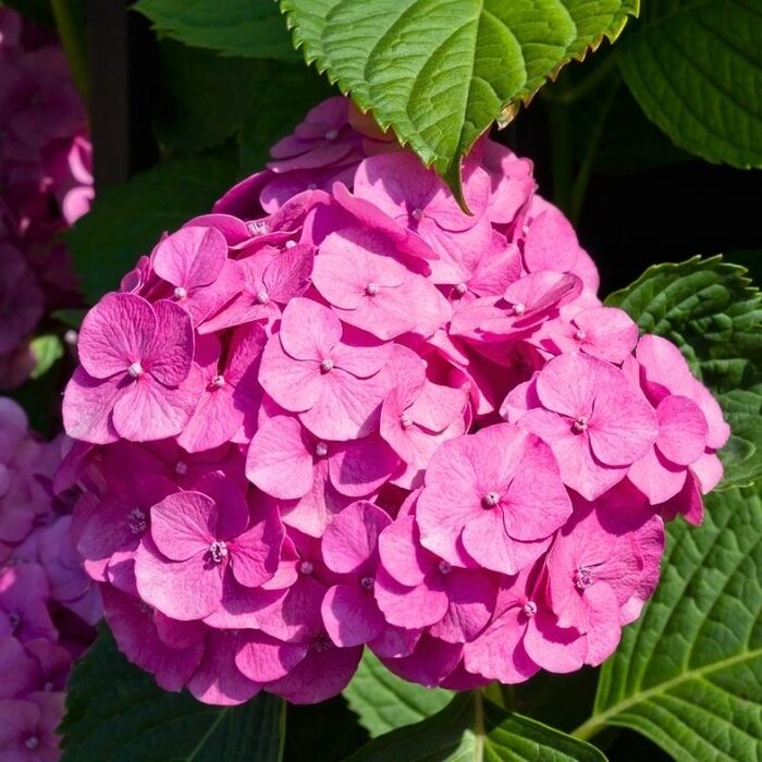Boerenhortensia (Hydrangea macrophylla 'Sibilla')
