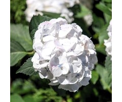 Boerenhortensia - Hydrangea macrophylla 'Mme E. Mouillère'