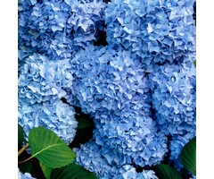 Boerenhortensia - Hydrangea macrophylla 'Nikko Blue'
