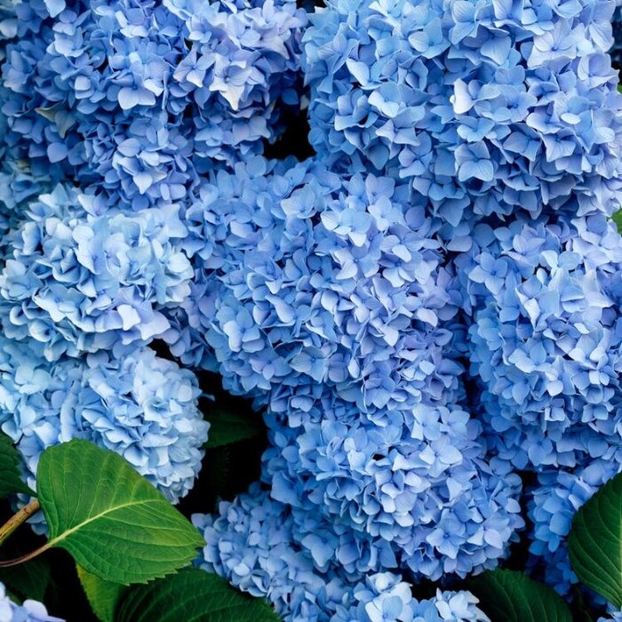 Boerenhortensia (Hydrangea macrophylla 'Nikko Blue')