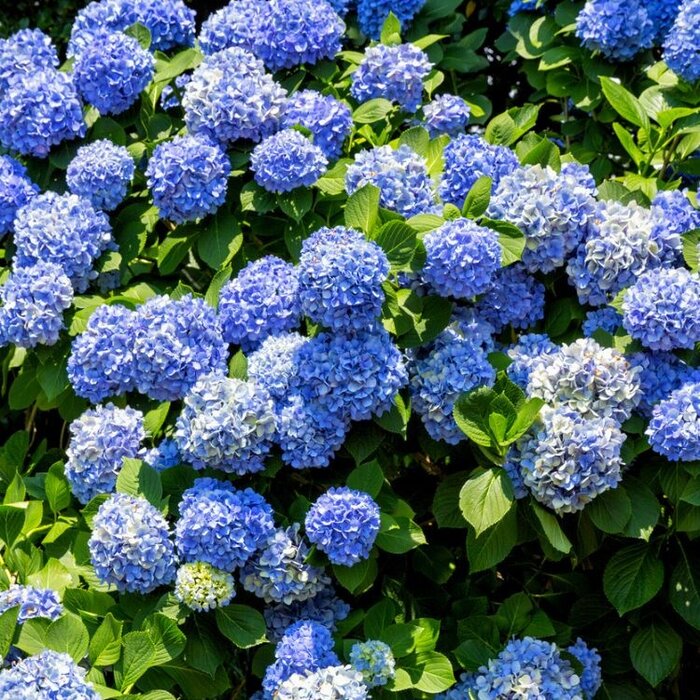 Boerenhortensia (Hydrangea macrophylla 'Nikko Blue')