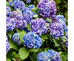 Boerenhortensia - Hydrangea macrophylla 'Renate Steiniger'