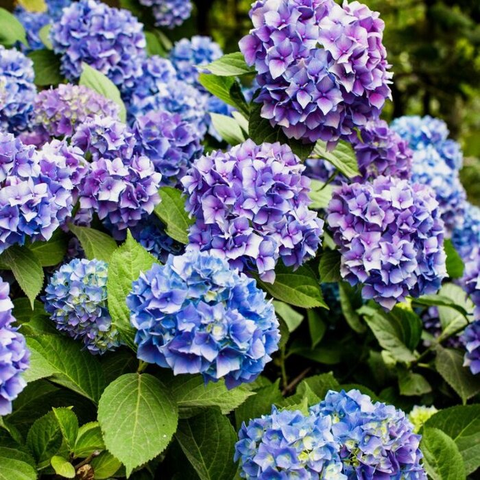 Boerenhortensia (Hydrangea macrophylla 'Renate Steiniger')