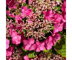 Boerenhortensia - Hydrangea macrophylla 'Rotkehlchen'