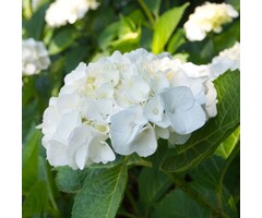 Boerenhortensia - Hydrangea macrophylla 'Soeur Therése'