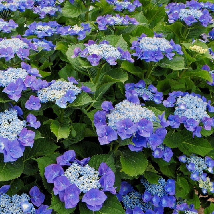 Hortensia (Hydrangea macropyhlla 'Teller Blue')