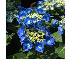 Hortensia - Hydrangea macropyhlla 'Teller Blue'