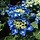Hortensia (Hydrangea macropyhlla 'Teller Blue')