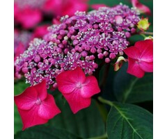 Hortensia - Hydrangea macrophylla 'Teller Red'