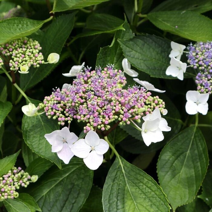 Hortensia (Hydrangea macrophylla 'Teller White')