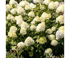 Pluimhortensia - Hydrangea paniculata 'Bobo'