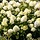 Pluimhortensia (Hydrangea paniculata 'Bobo' )