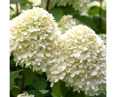Pluimhortensia - Hydrangea paniculata 'Bombshell'