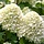 Hortensia (Hydrangea paniculata 'Bombshell' )