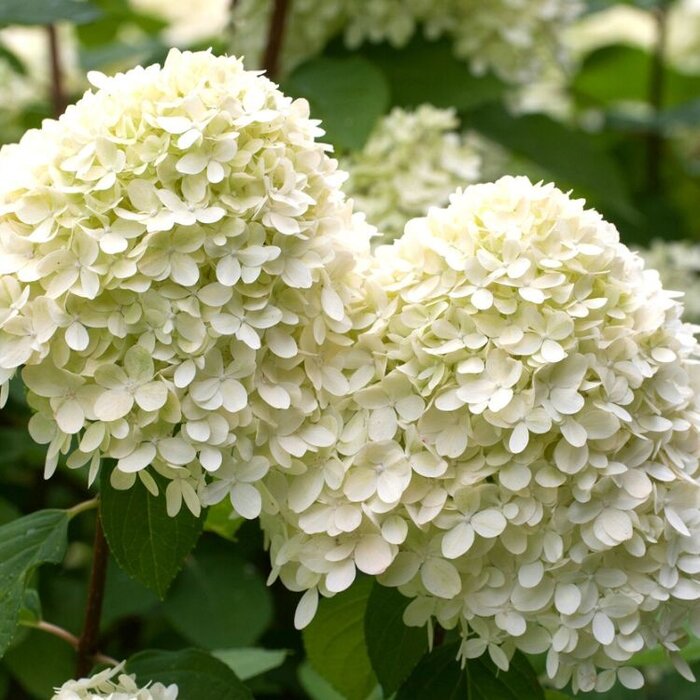 Pluimhortensia (Hydrangea paniculata 'Bombshell' )