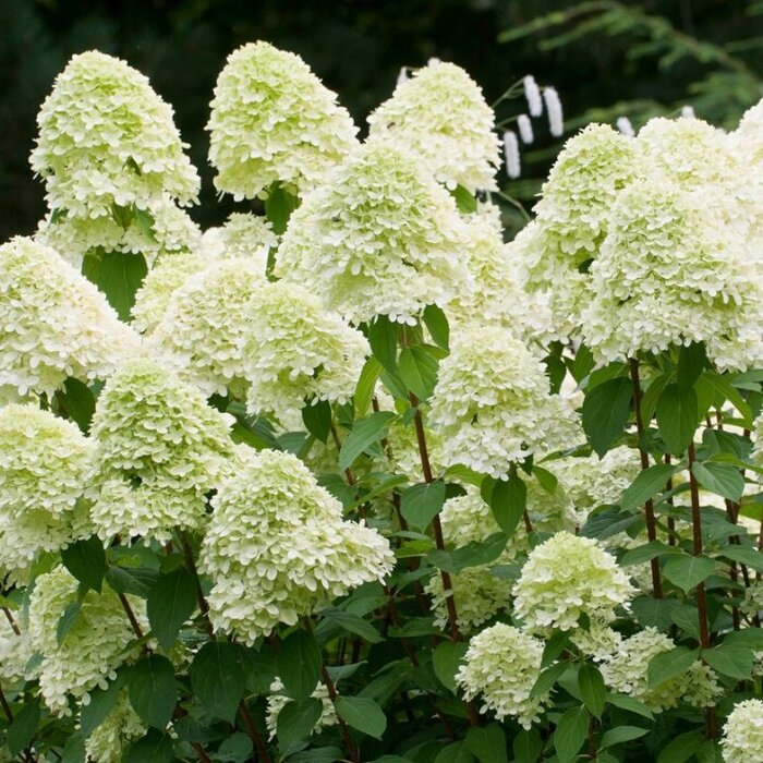 Pluimhortensia (Hydrangea paniculata 'Bombshell' )