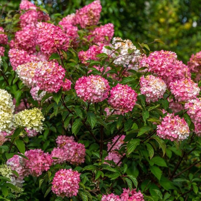Pluimhortensia (Hydrangea paniculata Diamand Rouge)