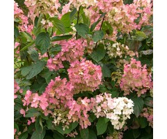 Pluimhortensia - Hydrangea paniculata 'Early Sensation'