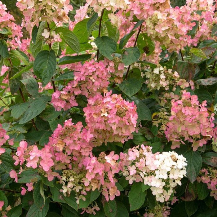 Pluimhortensia (Hydrangea paniculata 'Early Sensation')