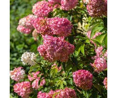 Pluimhortensia - Hydrangea paniculata 'Graffity'