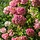 Pluimhortensia (Hydrangea paniculata 'Graffity')