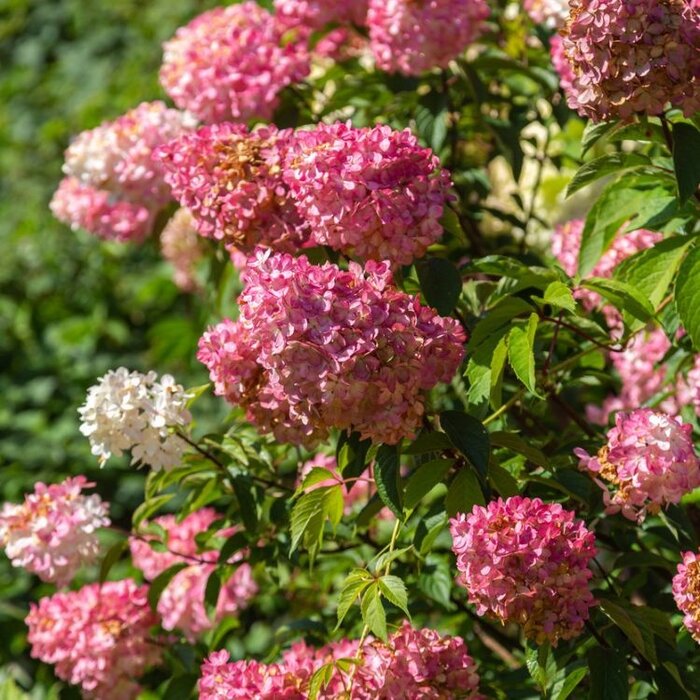 Pluimhortensia (Hydrangea paniculata 'Graffity')