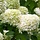 Hortensia (Hydrangea paniculata 'Grandiflora')