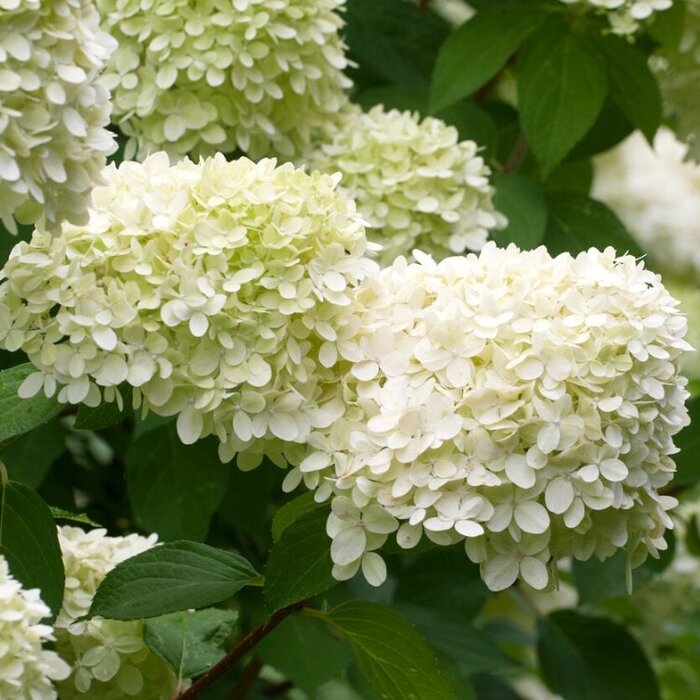 Pluimhortensia (Hydrangea paniculata 'Grandiflora')