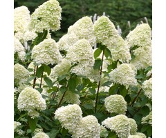 Pluimhortensia - Hydrangea paniculata 'Grandiflora'