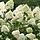 Pluimhortensia (Hydrangea paniculata 'Grandiflora')
