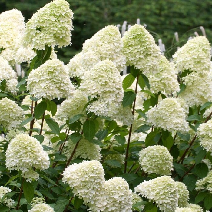 Pluimhortensia (Hydrangea paniculata 'Grandiflora')