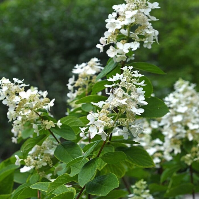 Pluimhortensia (Hydrangea paniculata 'Kyushu')
