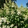 Pluimhortensia (Hydrangea paniculata 'Kyushu')