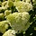 Hortensia (Hydrangea paniculata 'Limelight' )