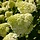 Pluimhortensia (Hydrangea paniculata 'Limelight' )