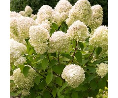 Pluimhortensia - Hydrangea paniculata 'Limelight'