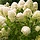 Pluimhortensia (Hydrangea paniculata 'Limelight' )