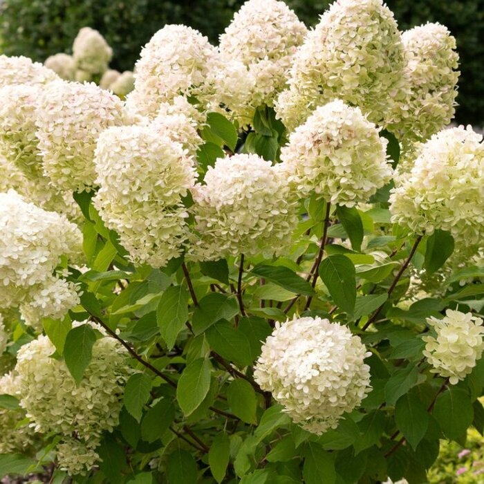 Pluimhortensia (Hydrangea paniculata 'Limelight' )