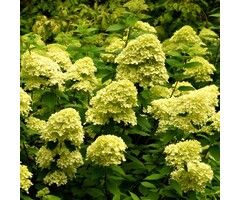 Pluimhortensia - Hydrangea paniculata 'Little Lime'