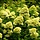 Hortensia (Hydrangea paniculata 'Little Lime' )