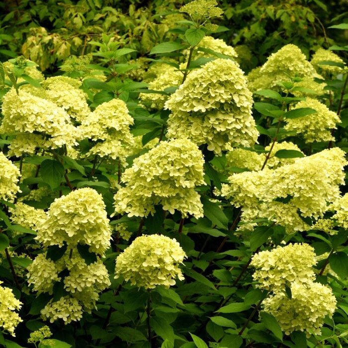 Pluimhortensia (Hydrangea paniculata 'Little Lime' )