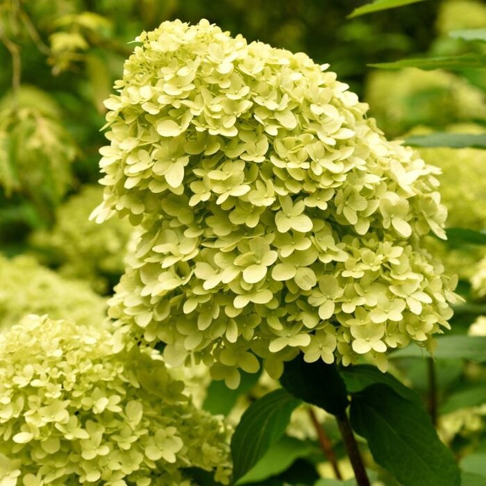 Pluimhortensia (Hydrangea paniculata 'Little Lime' )