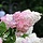 Pluimhortensia (Hydrangea paniculata 'Phantom')