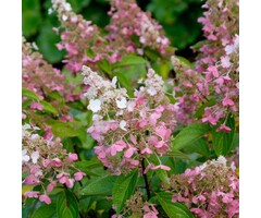 Pluimhortensia - Hydrangea paniculata 'Pinky Winky'