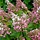 Pluimhortensia (Hydrangea paniculata 'Pinky Winky' )
