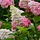 Pluimhortensia (Hydrangea paniculata Sundae Fraise)