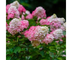 Pluimhortensia - Hydrangea paniculata Vanille Fraise