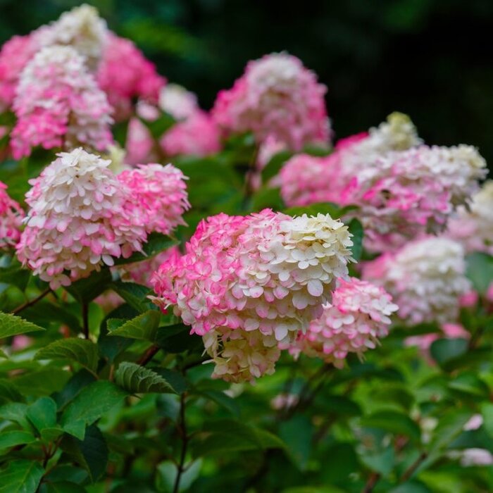 Pluimhortensia (Hydrangea paniculata Vanille Fraise )